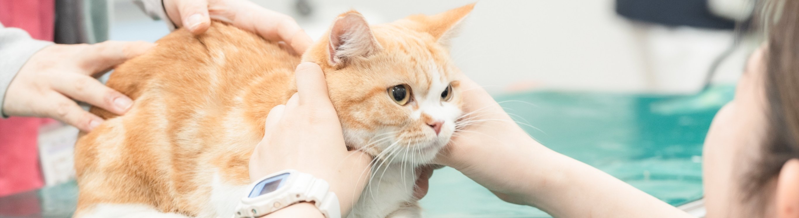 CAT PREVENTIVE VACCINATION ねこさんの予防（ワクチン）接種とノミ・ダニ、フィラリア予防