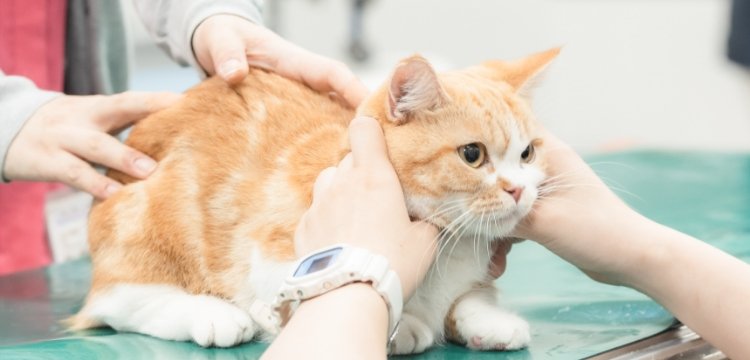 CAT PREVENTIVE VACCINATION ねこさんの予防（ワクチン）接種とノミ・ダニ、フィラリア予防